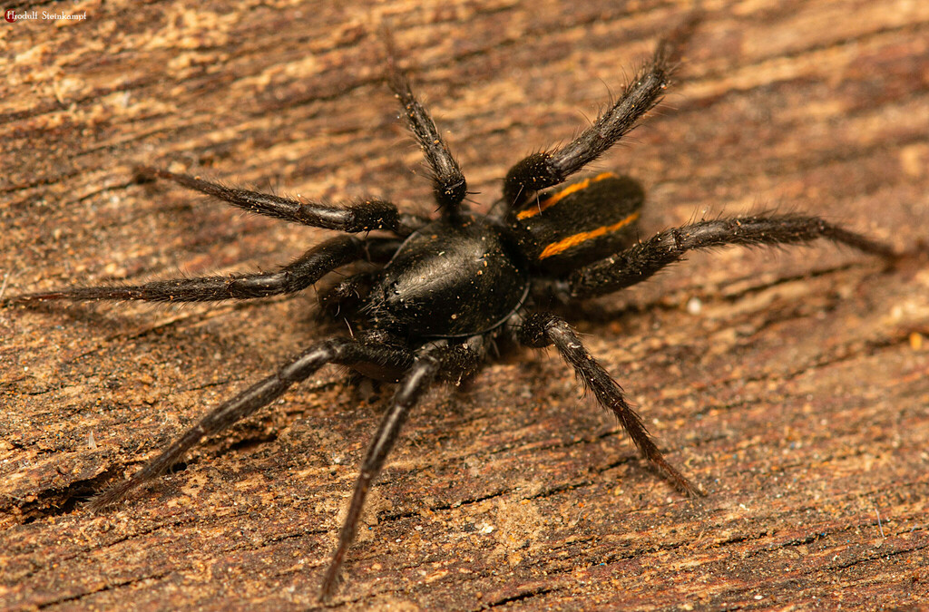 Drassodella