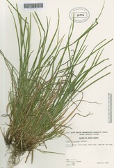 Carex oligocarpa