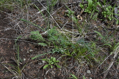 Linum lewisii