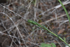 Linum lewisii