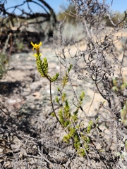 Euryops