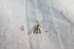 Synanthedon acerni