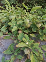 Physalis angulata