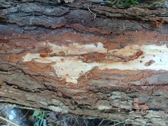 Ips grandicollis