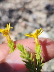 Euryops