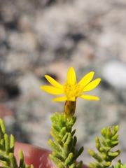 Euryops
