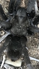 Aphonopelma steindachneri