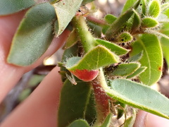 Exobasidium arctostaphyli