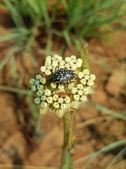 Oxythyrea testaceoguttata