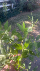 Fraxinus angustifolia