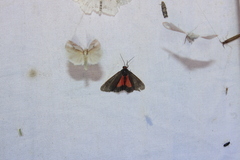 Virbia laeta