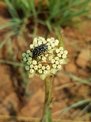Asclepias fallax