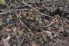 Peltigera malacea