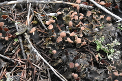 Peltigera malacea