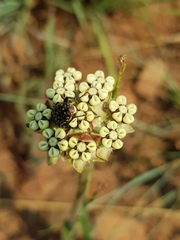 Asclepias fallax