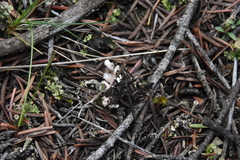 Peltigera malacea