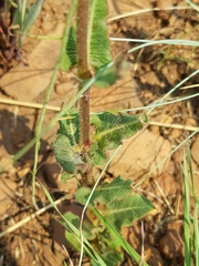 Asclepias fallax