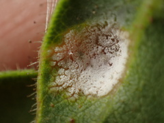 Exobasidium arctostaphyli