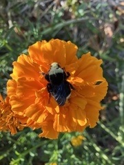 Bombus vosnesenskii