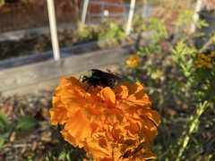 Bombus vosnesenskii