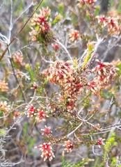 Passerina corymbosa