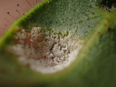 Exobasidium arctostaphyli