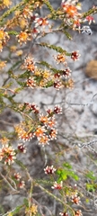 Passerina corymbosa
