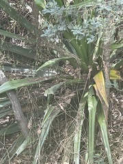 Furcraea andina