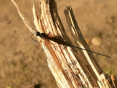 Dolichomitus imperator