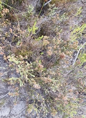Passerina corymbosa