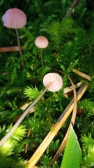 Mycena rosella