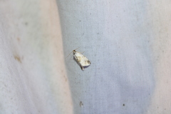 Maliattha synochitis