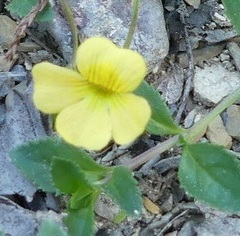 Mecardonia procumbens