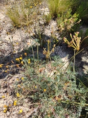 Pelargonium anethifolium