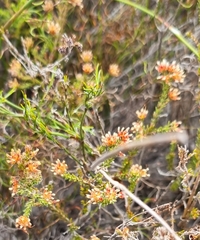 Passerina corymbosa