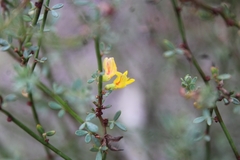 Acmispon glaber