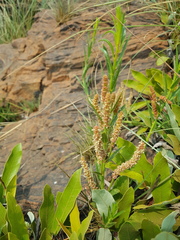 Acalypha caperonioides
