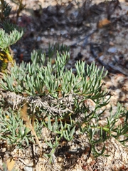 Pelargonium anethifolium
