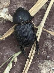 Archophileurus cribrosus