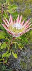 Protea cynaroides
