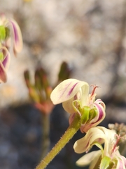 Pelargonium anethifolium