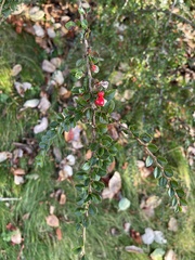 Cotoneaster horizontalis