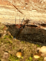 Dolichomitus imperator