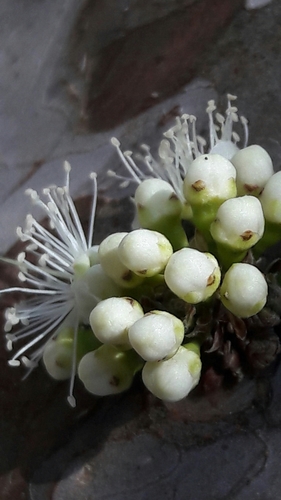 Plinia cauliflora