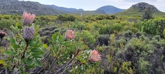 Protea cynaroides