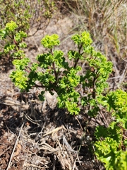 Pelargonium englerianum