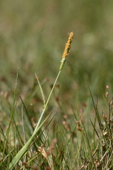 Alopecurus geniculatus