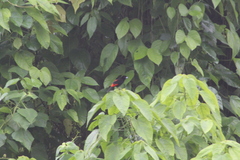 Ramphocelus passerinii