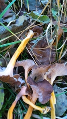 Craterellus lutescens