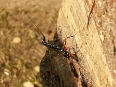 Dolichomitus imperator